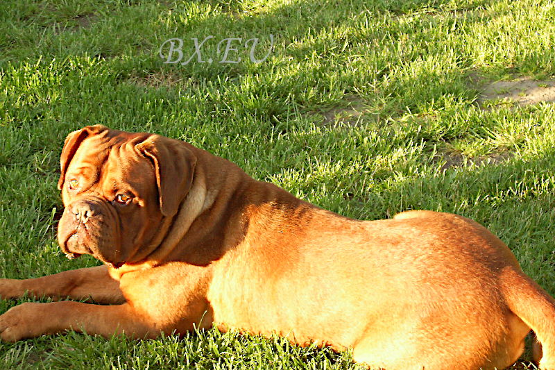 Antony - Bordeauxdoggen von Sankt Stephan