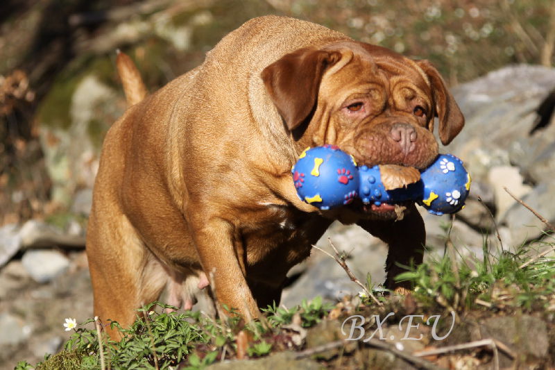 Ynui - Bordeauxdoggen von Sankt Stephan