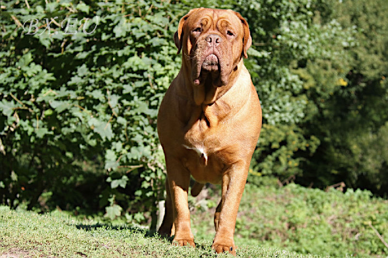 Emma von Sankt Stephan