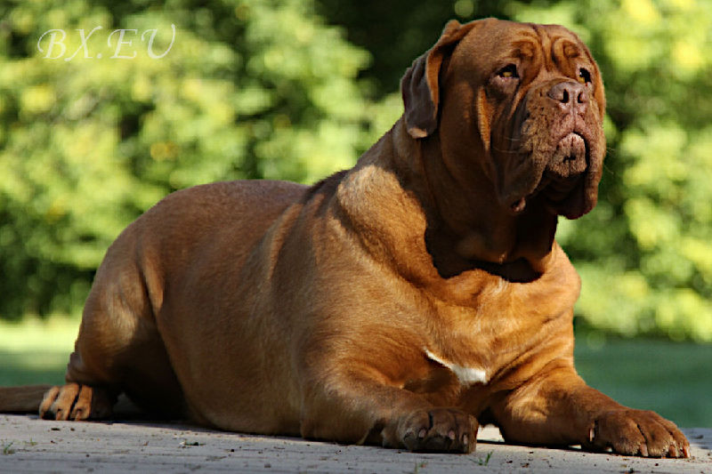 Emma von Sankt Stephan