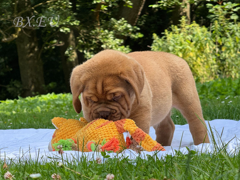 Bordeauxdoggen von Sankt Stephan