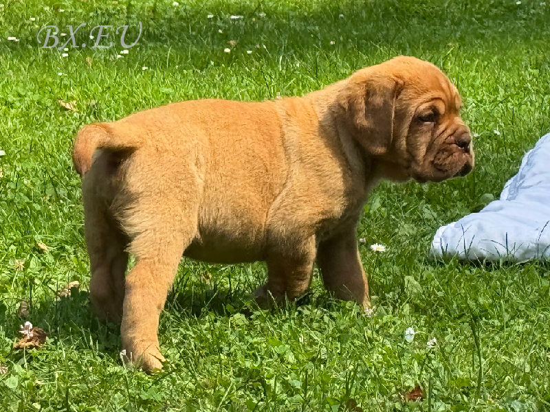 Bordeauxdoggen von Sankt Stephan