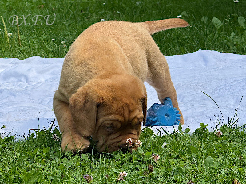 Bordeauxdoggen von Sankt Stephan