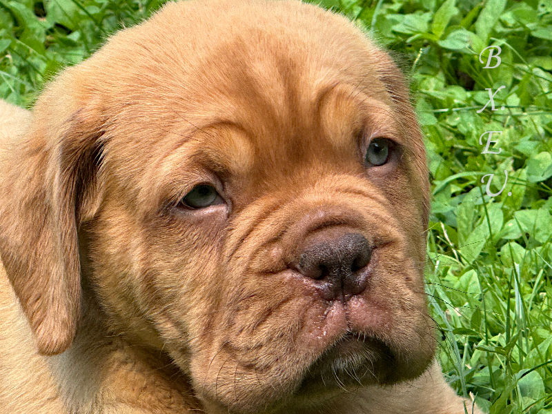 Bordeauxdoggen von Sankt Stephan