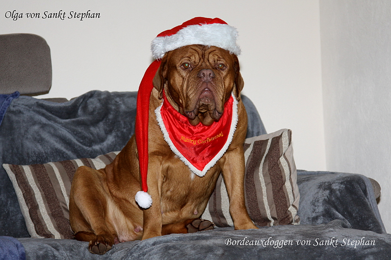 Bordeauxdoggen von Sankt Stephan