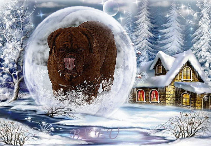 Bordeauxdoggen von Sankt Stephan