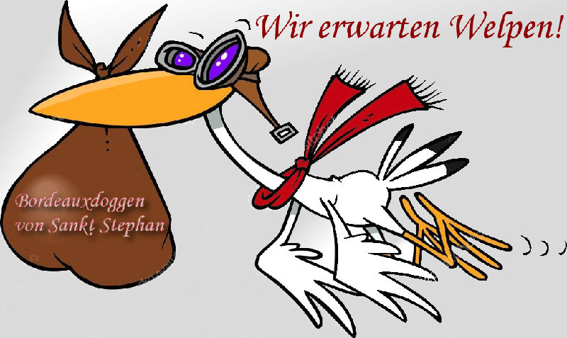 Bordeauxdoggen von Sankt Stephan