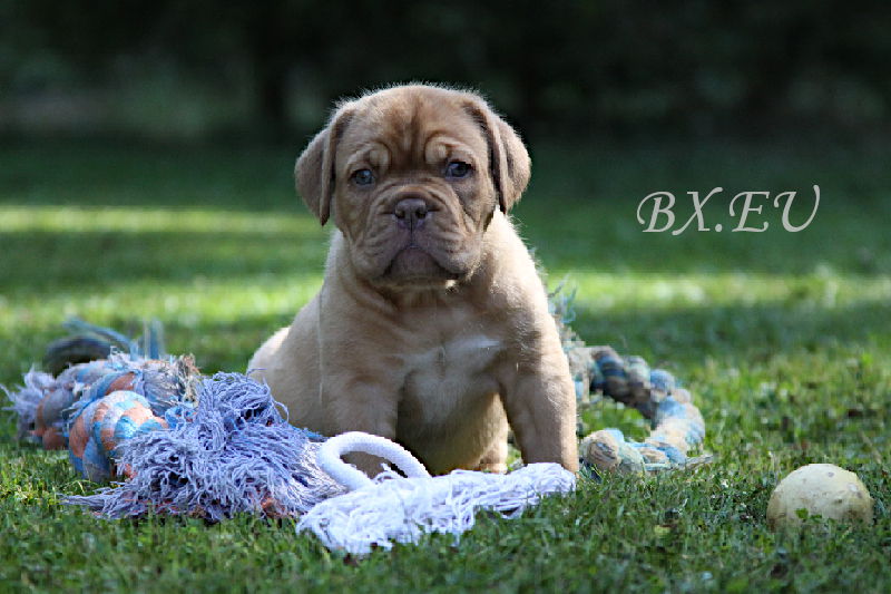 Bordeauxdoggen von Sankt Stephan